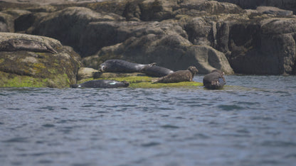 Seals on Rocks by Ocean