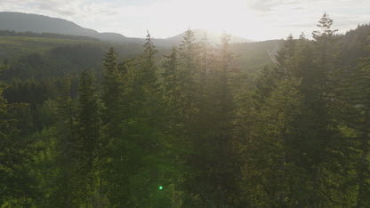 Clearcut Trees Vancouver Island 7