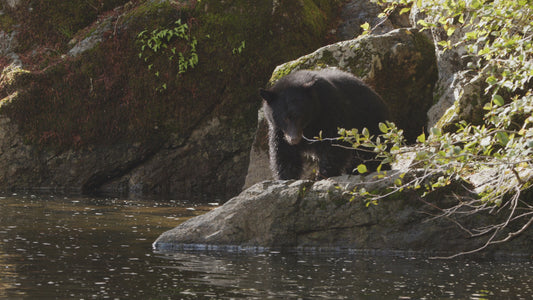 Bear Fishing on Riverside 4