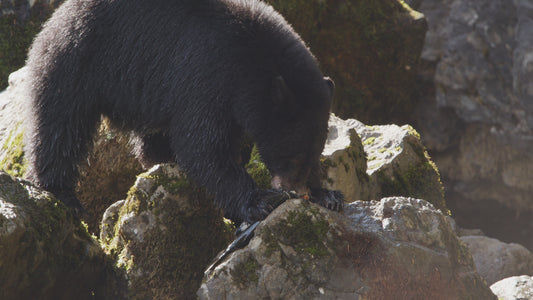 Bear Eating Salmon on Rocks 5