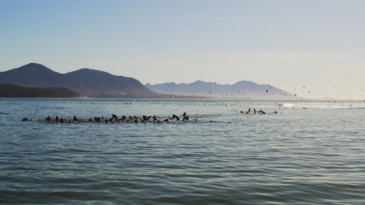 Sea Lions and Birds in Ocean 2