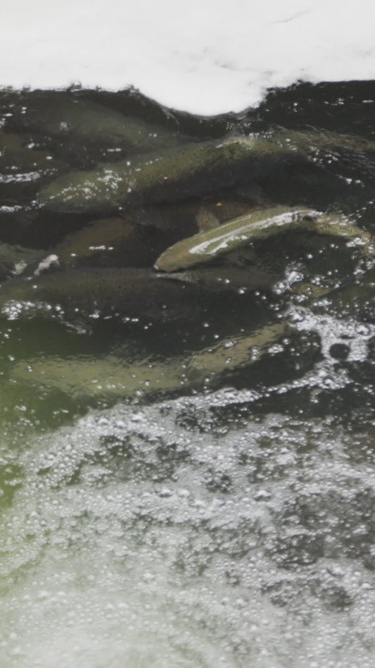 Vertical | Salmon in River 1