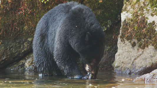 Bear Eating Salmon in River 2