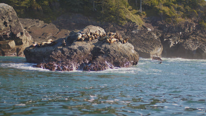 Sea Lions on Ocean Rocks | Collection