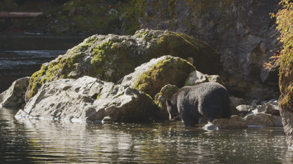 Bear Fishing on Riverside 2