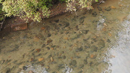 Pink Salmon in River Aerial Drone 5