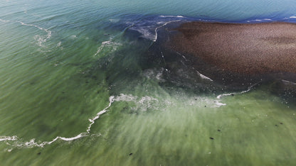 Herring Spawn Sea Lions and Birds Aerial 1