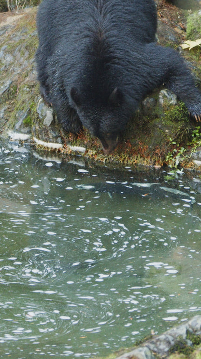 Vertical | Bear Fishing 3