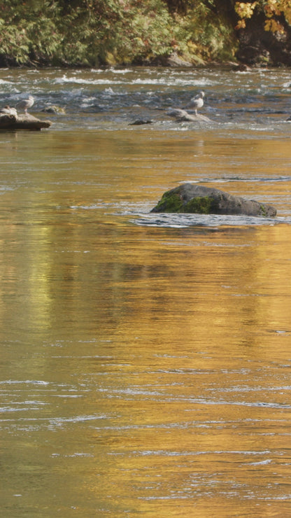 Vertical | Salmon Jumping 1