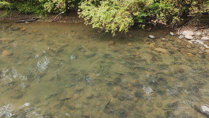 Pink Salmon in River Aerial Drone | Collection