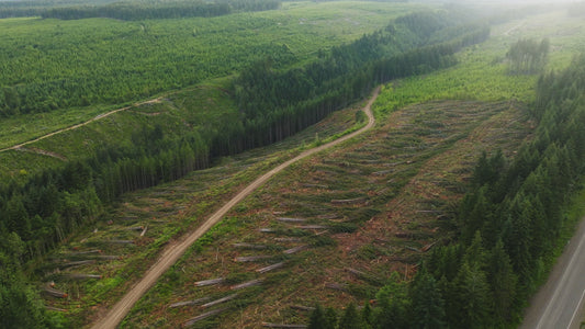 Clearcut Trees Vancouver Island 6