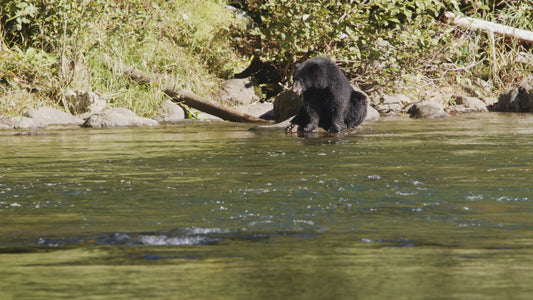 Bear Scanning for Salmon in River