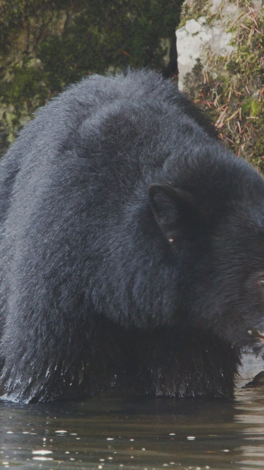 Vertical | Bear Fishing 1