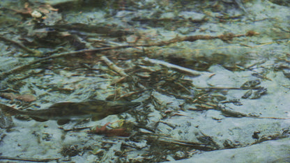 Two Salmon Swimming in Shallow Water