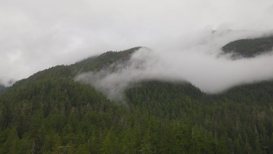 Misty Forest Cloud Drone Timelapse 1