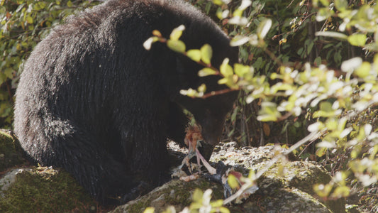 Bear Eating Salmon on Rocks 1