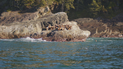 Sea Lions on Ocean Rocks 3