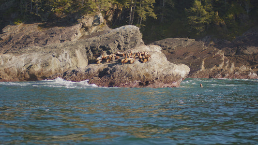 Sea Lions on Ocean Rocks 3