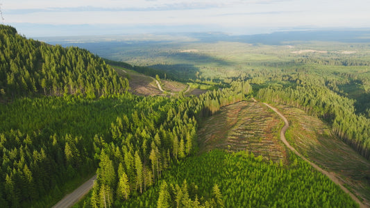 Clearcut Trees Vancouver Island 3