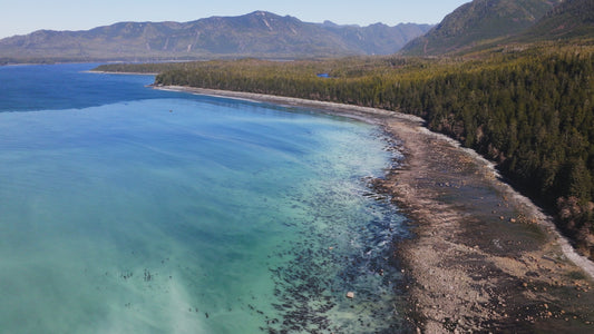 Herring Spawn Aerial 1