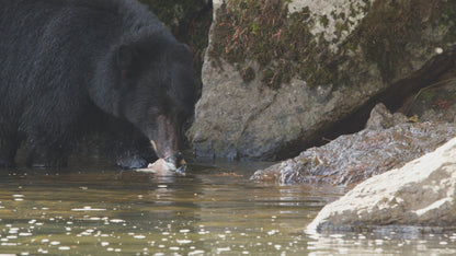 Bear Picking at Dead Salmon in River