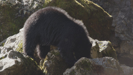 Bear Eating Salmon on Rocks 6