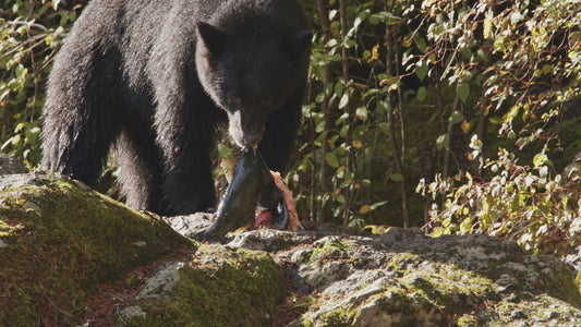 Bear Eating Salmon on Rocks 4