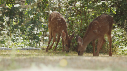 Baby Deer Two Fawns by Woods