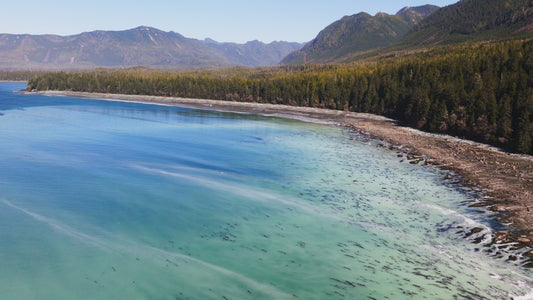 Herring Spawn Aerial 2