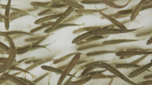 Salmon Fry in Hatchery