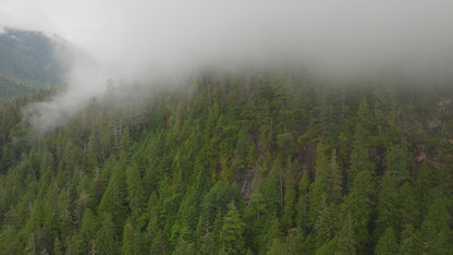 Misty Forest Cloud Drone Timelapse 4