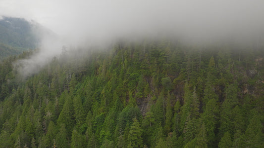 Misty Forest Cloud Drone Timelapse 4