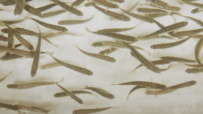 Chinook Salmon Fry Swimming in Hatchery Tank