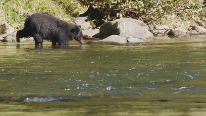 Salmon Jumps in Front of Bear