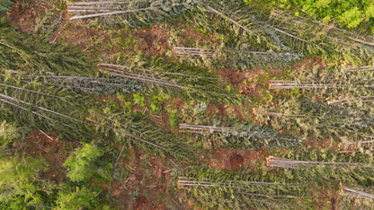 Clearcut Trees Vancouver Island 2