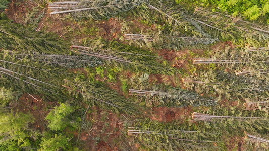 Clearcut Trees Vancouver Island 2