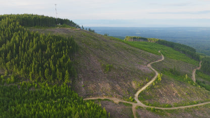 Clearcut Trees Vancouver Island 4