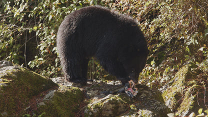 Bear Eating Salmon on Rocks 2