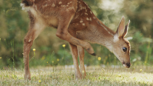 Cute Baby Fawn Eating Grass by Woods