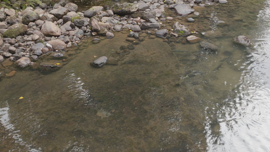 Pink Salmon in River Aerial Drone 3