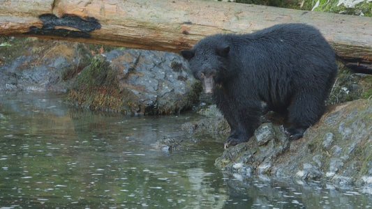 Black Bear Watches Salmon from Riverside, Fishing | Collection