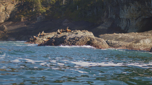 Sea Lions on Ocean Rocks 2