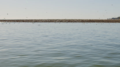 Sea Lions and Birds in Ocean 3