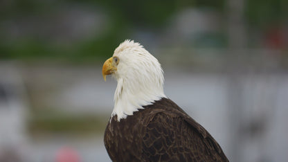 Eagle Close Up 2