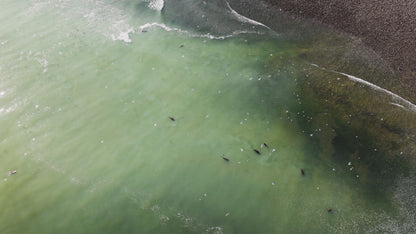 Herring Spawn Sea Lions and Birds Aerial 2