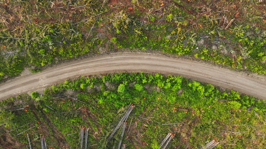 Clearcut Trees Vancouver Island 9