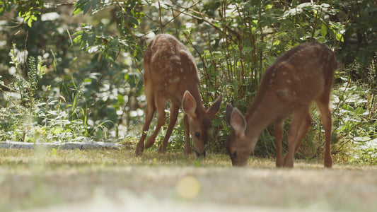 Baby Deer Fawn | Collection