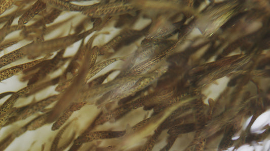 Slow Motion Salmon Fry in Hatchery