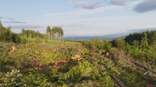 Clearcut Trees Vancouver Island | Collection