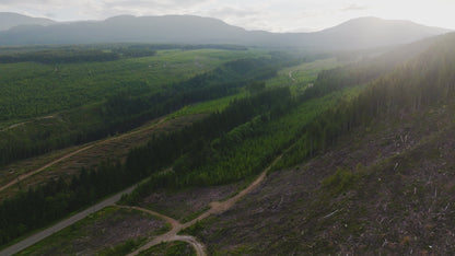 Clearcut Trees Vancouver Island 5